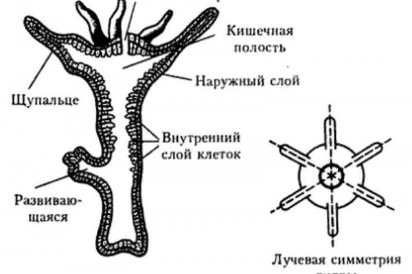 Kra41.at Вход на сайт главная страница